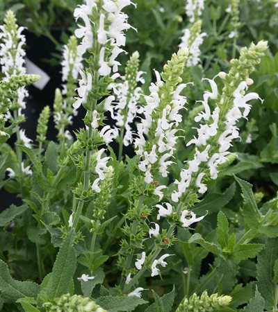 Meadow Sage Lyrical™ White